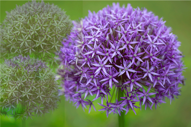 Prostírání s texturami fialové květiny - TenStickers