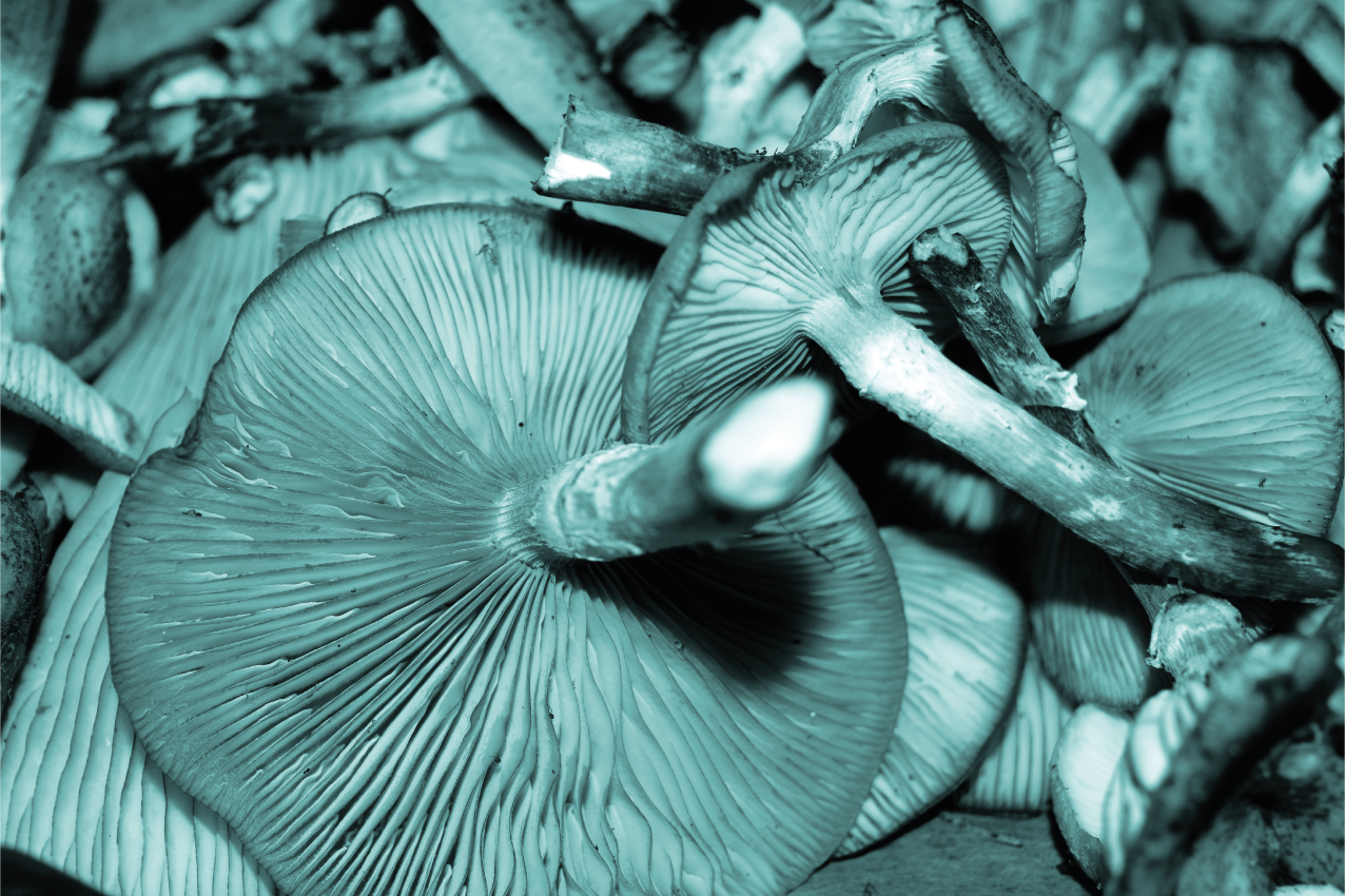 Prostírání s texturami houbový detail - TenStickers