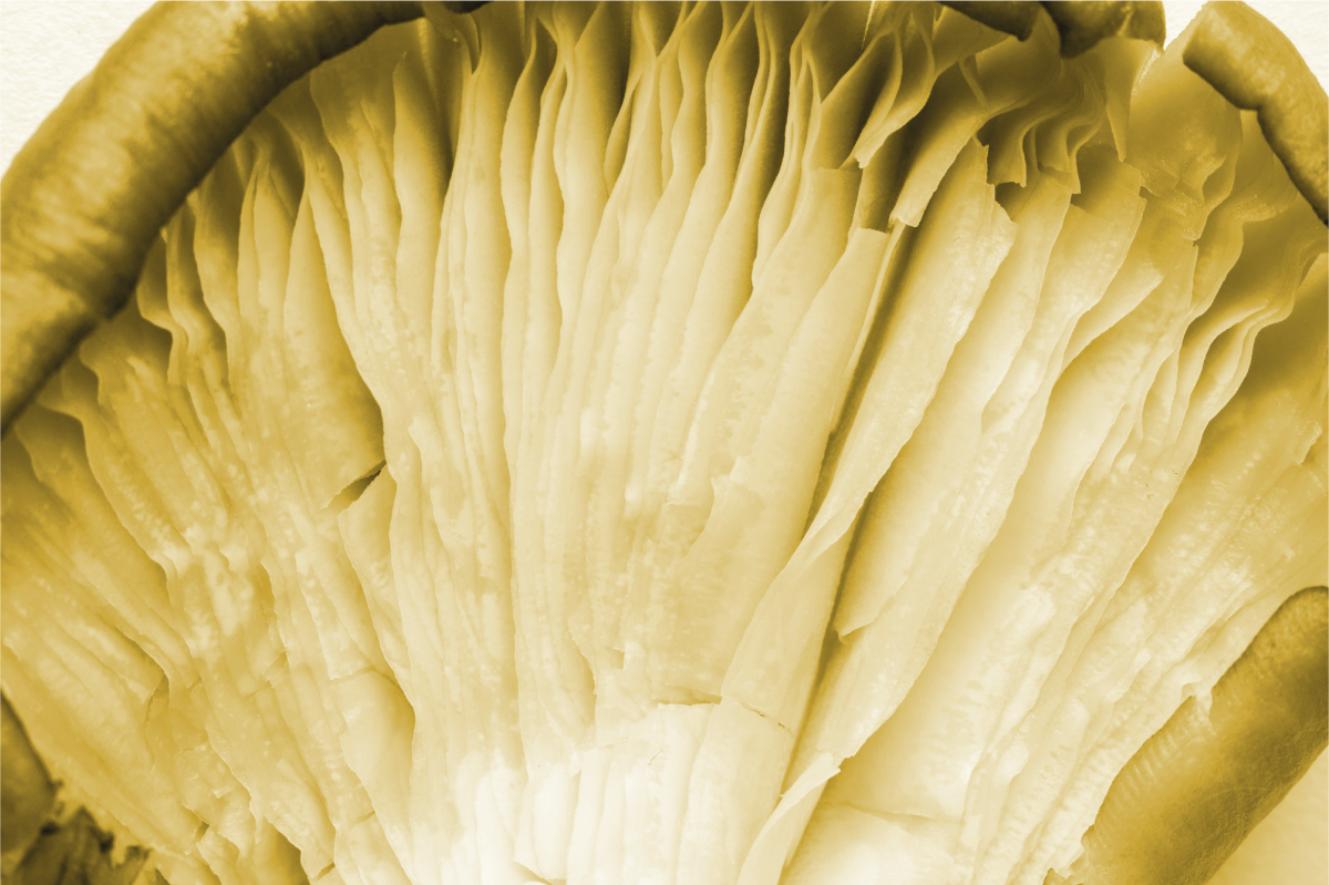 Prostírání s texturami zakřivené listy - TenStickers