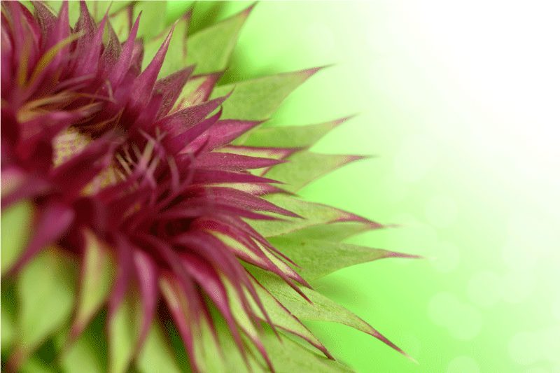 Štít Elegantní prostírání - TenStickers