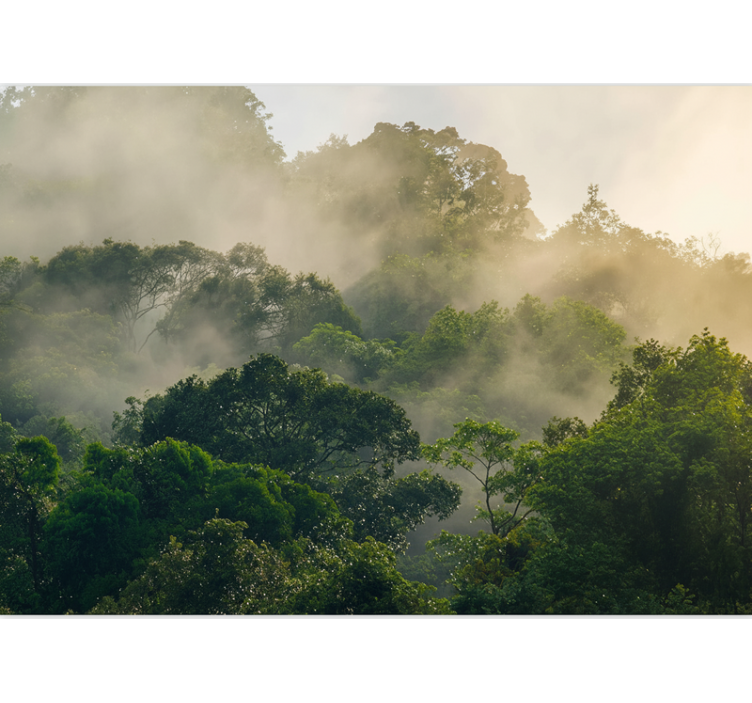Lesní fototapeta bohatá koruna džungle - TenStickers