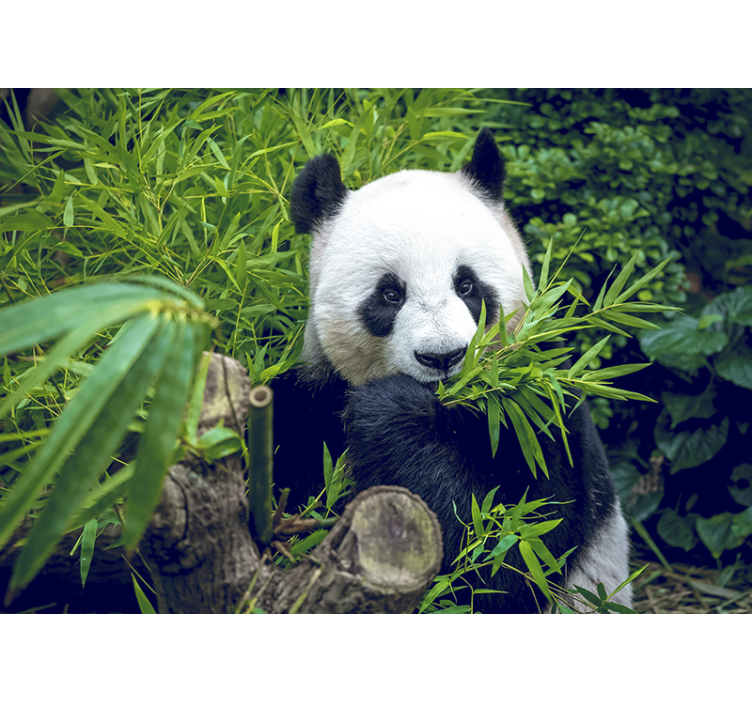 Bambusová fototapeta panda ve stínu - TenStickers