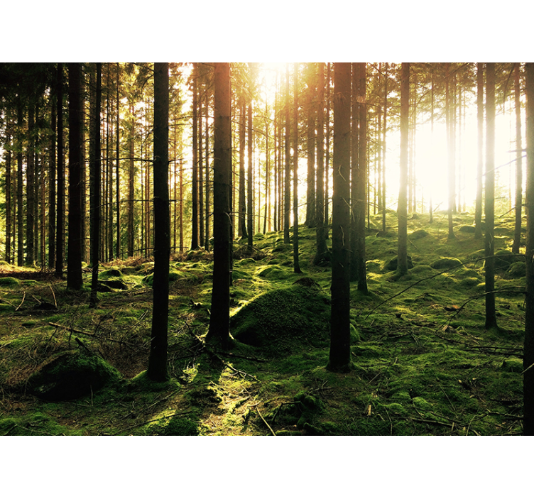 úkryt v nástěnné malbě lesa - TenStickers