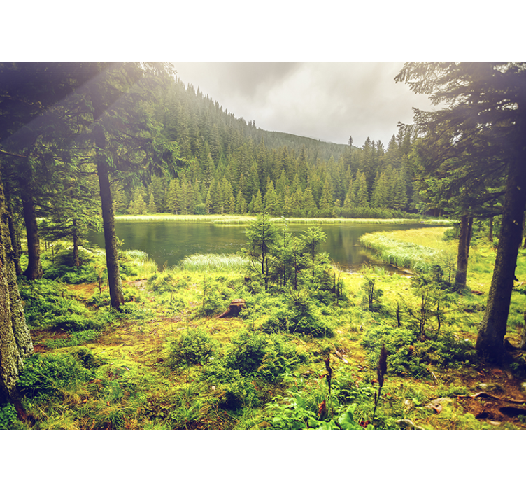 Zelené stromy fototapeta - TenStickers