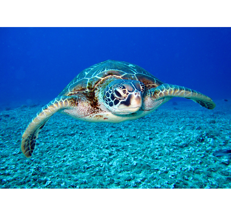 Jestřáb mořská želva zvířecí fototapeta - TenStickers