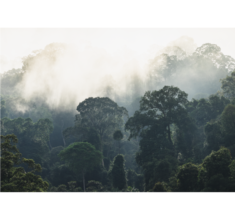 Příroda fototapeta tajemný lesní pohled - TenStickers