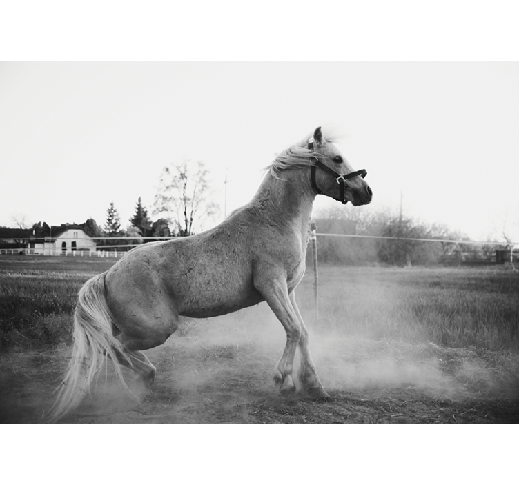 Fototapeta zvířata klusající poník - TenStickers