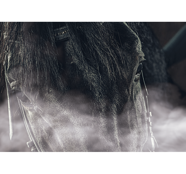 Fototapeta Černý kůň z mlhy - TenStickers