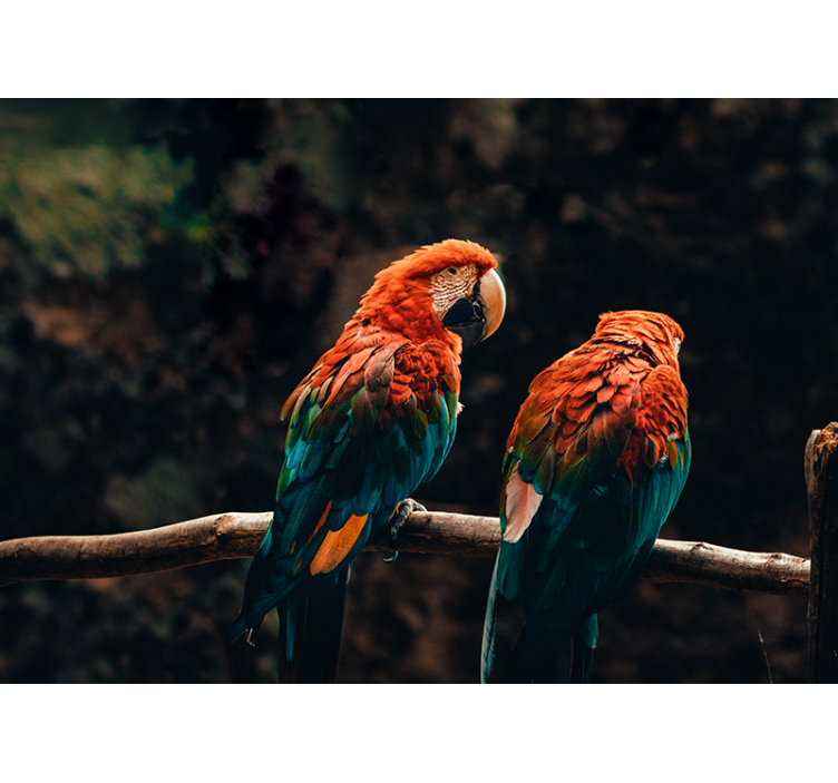 Barevní papoušci pohromadě Fototapeta zvířata - TenStickers