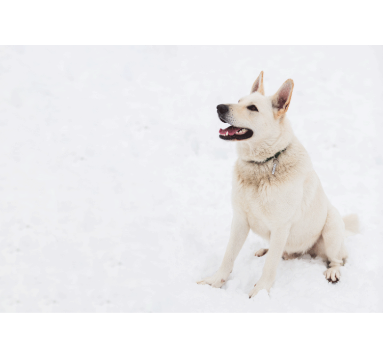 šťastný bílý pes Fototapeta zvířata - TenStickers