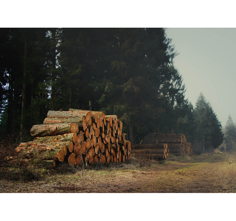 Fototapeta lesní kulatiny - TenStickers