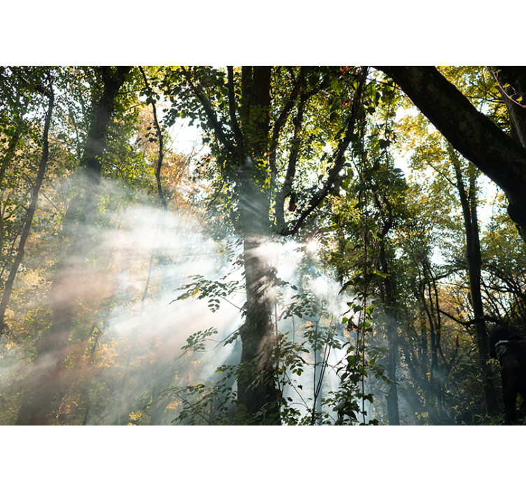 Zelená hustý les přírody fototapeta - TenStickers