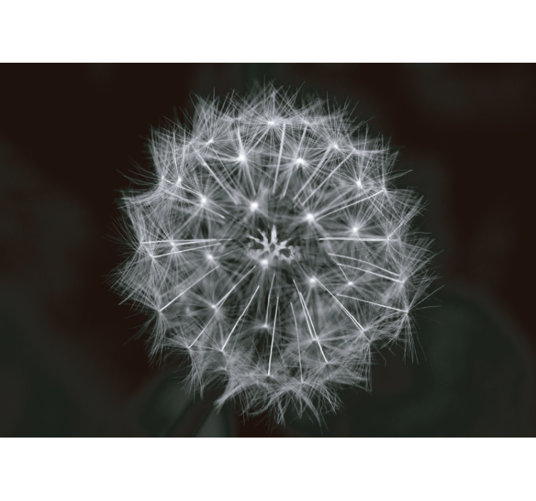 Fototapeta blowball flower grey pampeliška - TenStickers