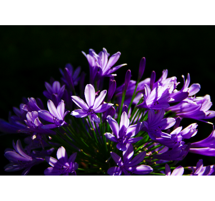 Fototapeta fialové květiny v kuchyni - TenStickers