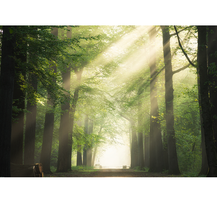 Lesní fototapeta zářivé zelené lesy - TenStickers