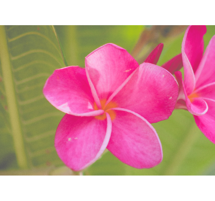 Fototapeta květiny růžový květinový akcent - TenStickers