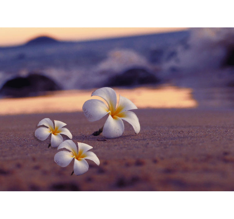 Fototapeta bílé květy na písku - TenStickers