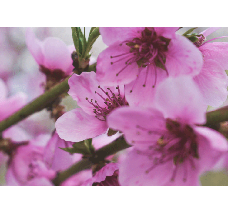 Maková fototapeta svící růžové květiny - TenStickers