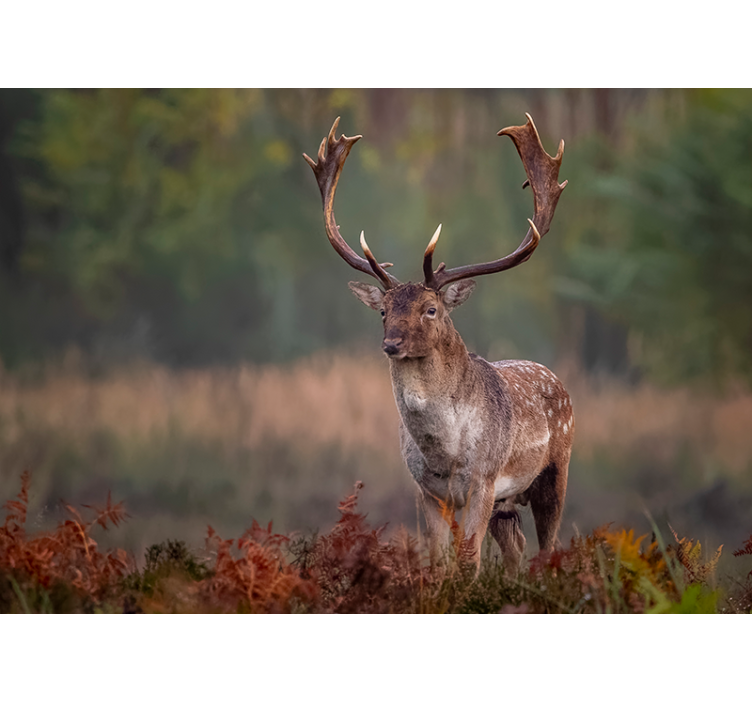Osamělý jelen v poli fototapeta - TenStickers