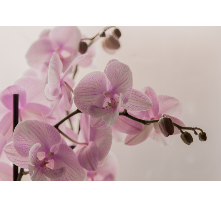 Orchidej fototapeta jemné květy orchidejí - TenStickers