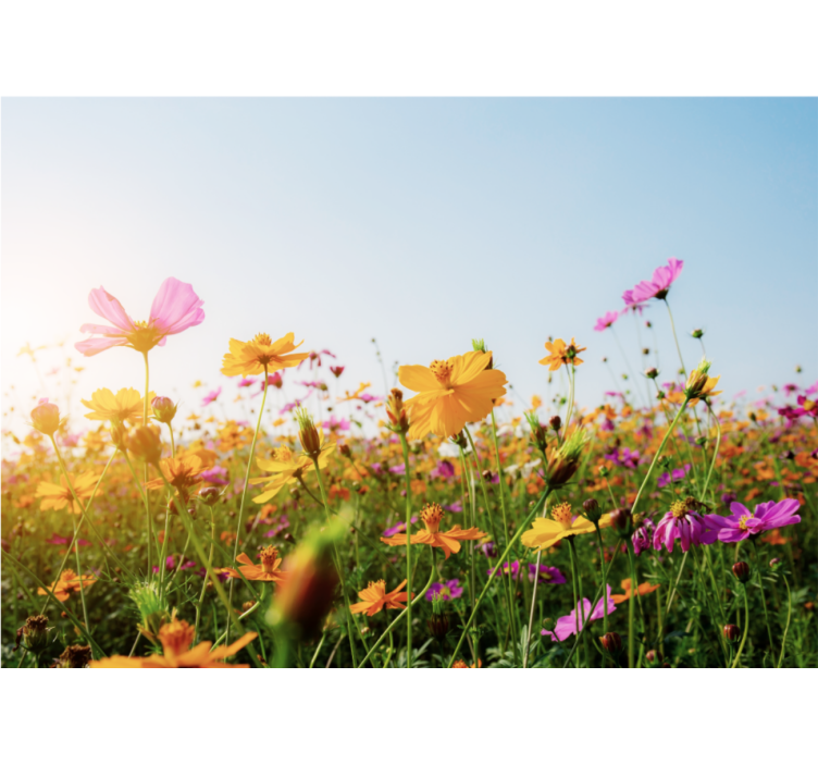 Fototapeta květiny barevná kvetoucí flóra - TenStickers