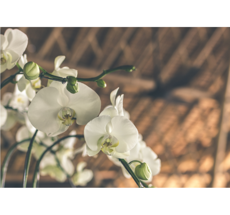 Bílá orchidej strukturovaná fototapeta - TenStickers