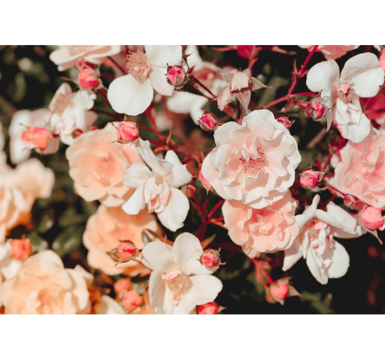 Fototapeta květiny kvetoucí růžové okvětní lístky - TenStickers