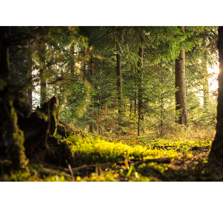 Zelené lesní stromy sluneční světlo příroda fototapeta - TenStickers