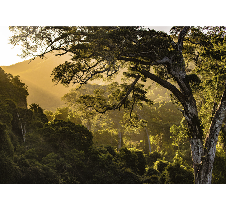 Příroda fototapeta zelené lesní scenérie - TenStickers