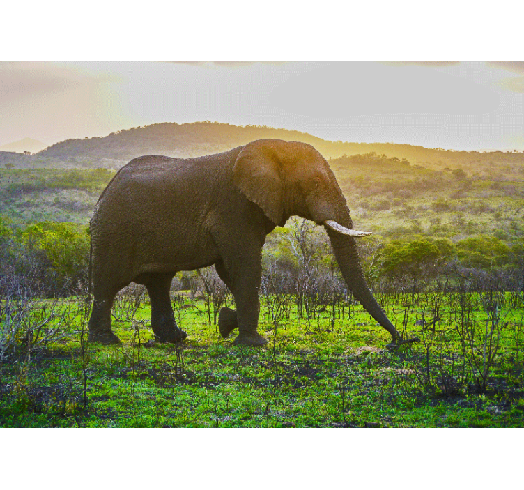 Fototapeta zvířata velkolepá scéna slona - TenStickers