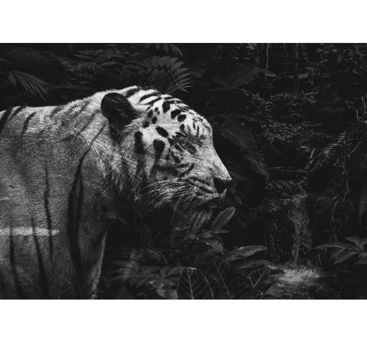 Majestátní bílý tygr Fototapeta zvířata - TenStickers
