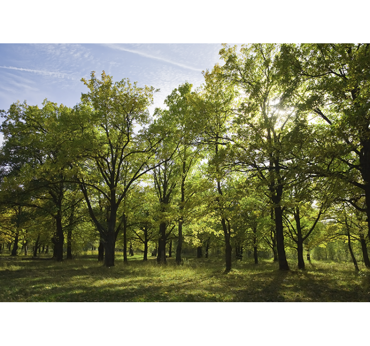 Příroda fototapeta Živá listnatá krajina - TenStickers