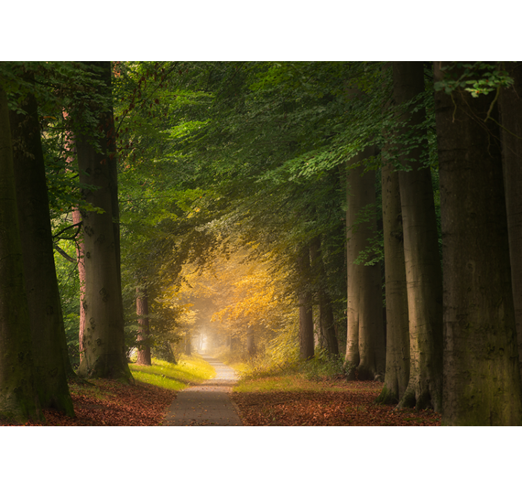 Příroda fototapeta lesní cesta - TenStickers