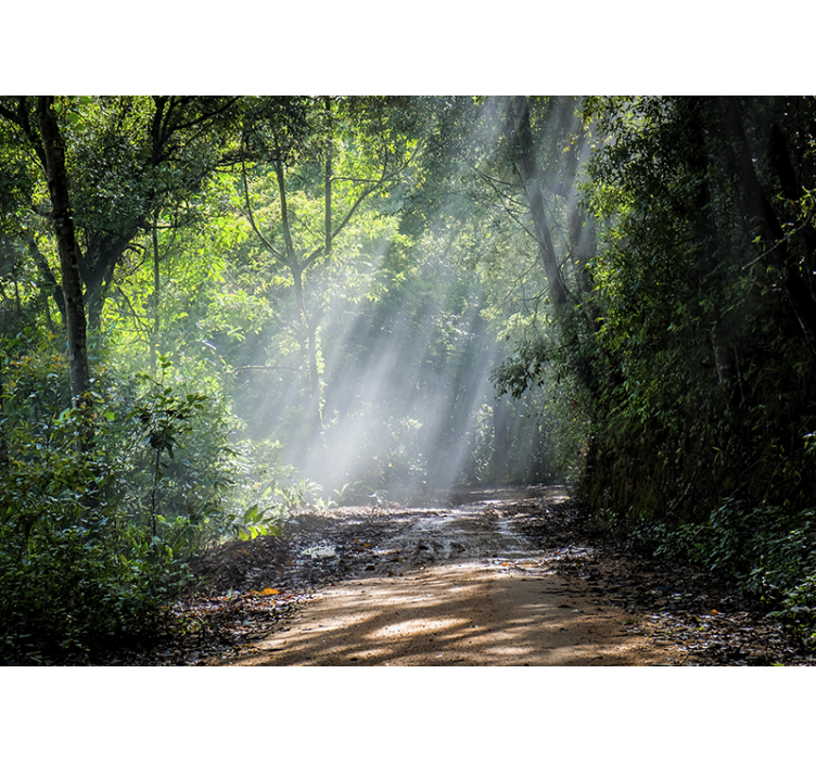 Příroda fototapeta zářící lesní stezka - TenStickers