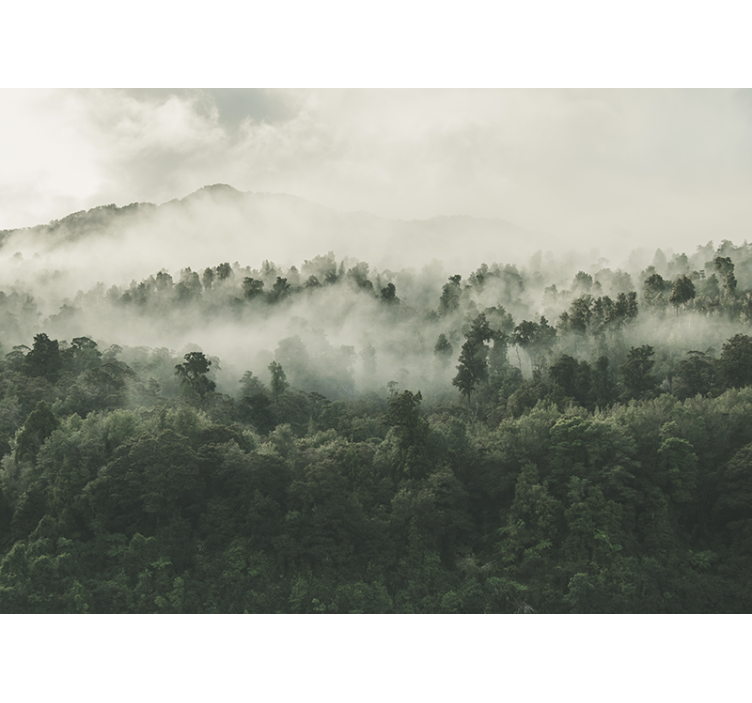 Fototapeta les s mlhou shora - TenStickers