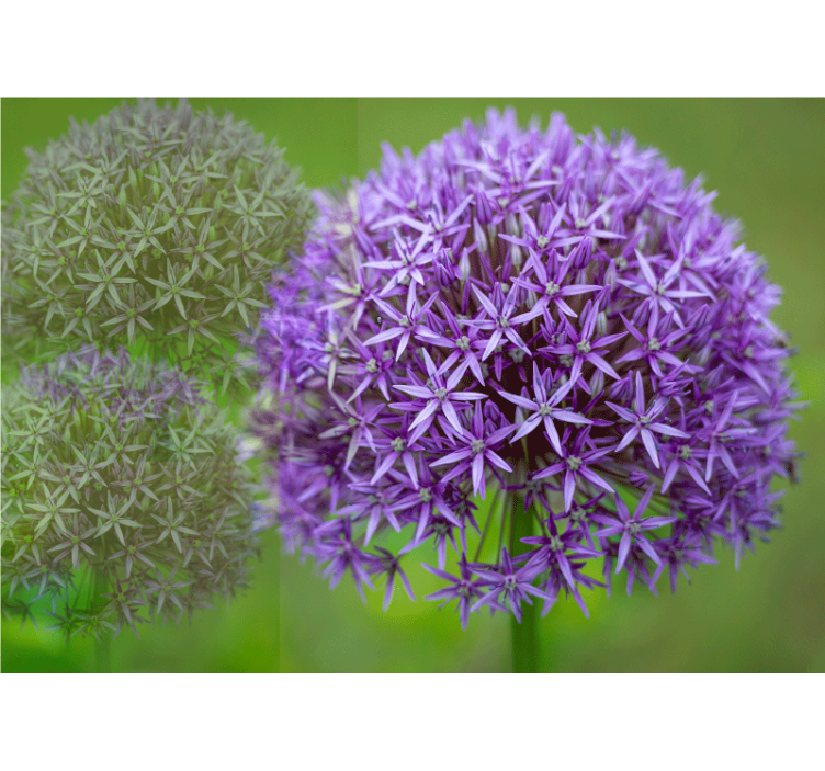 Fototapeta fialové koule se zelenými stonky - TenStickers