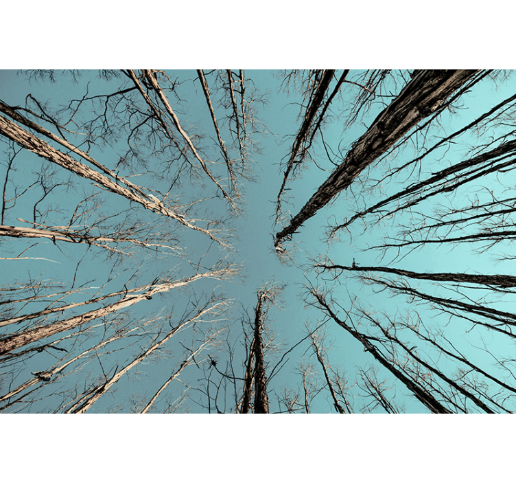 Strom fototapeta stromy sahající k nebi - TenStickers