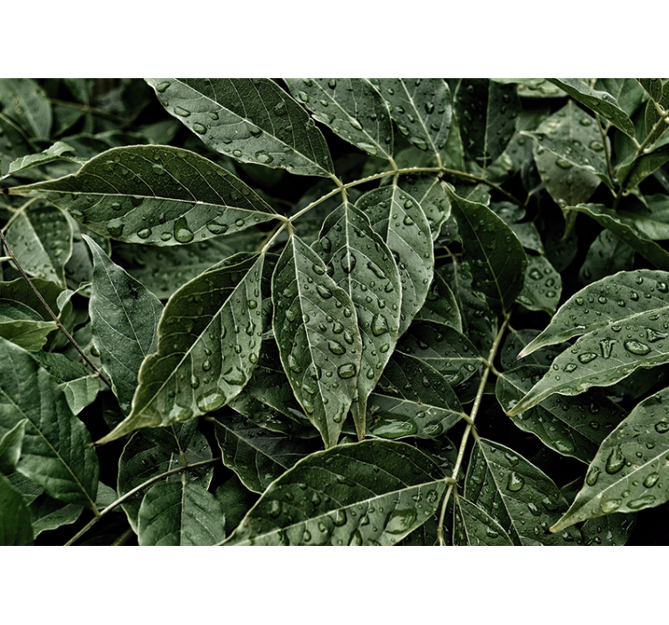 Fototapeta listí s kapkami rosy v obývacím pokoji - TenStickers