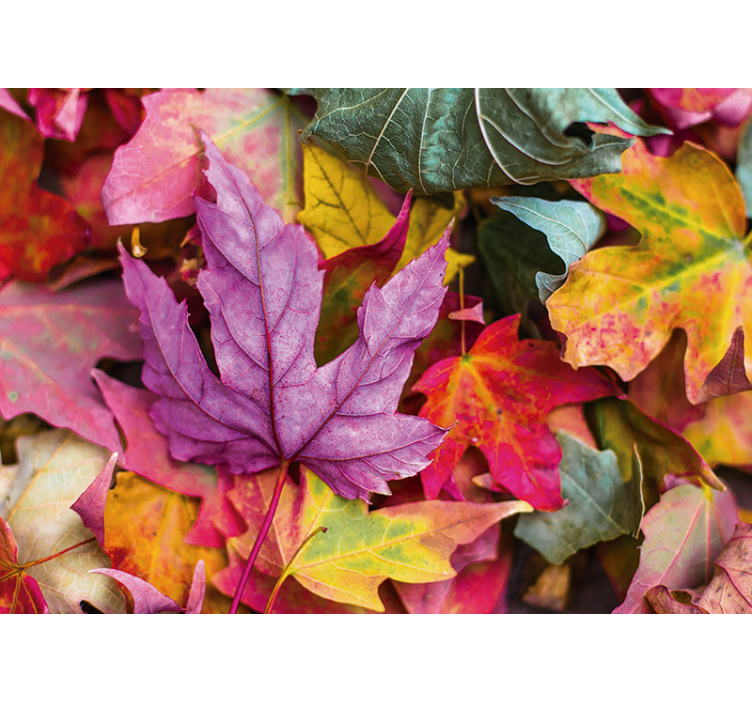 Fototapeta květiny barevné listové vzory - TenStickers