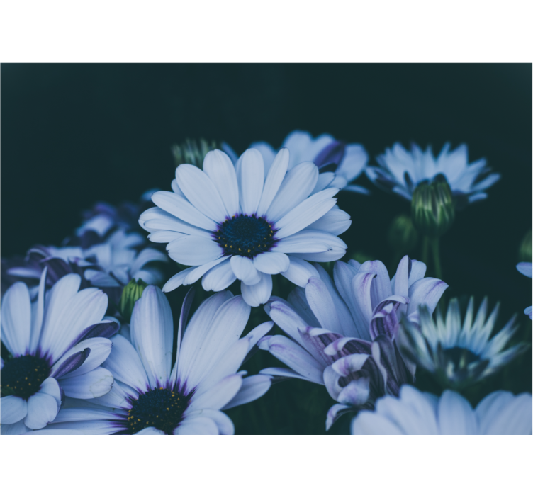 Fototapeta květiny pokojná květinová kompozice - TenStickers