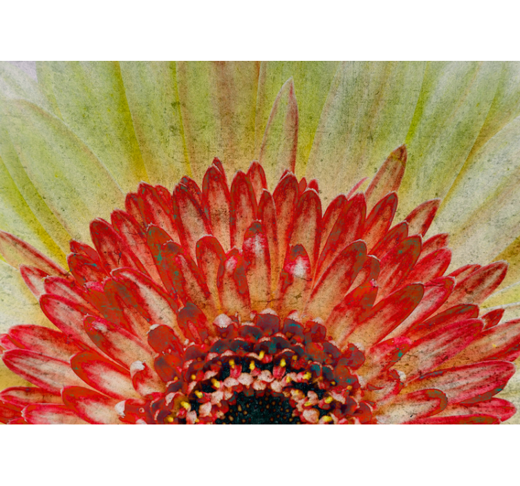 Fototapeta zblízka růžový květ - TenStickers