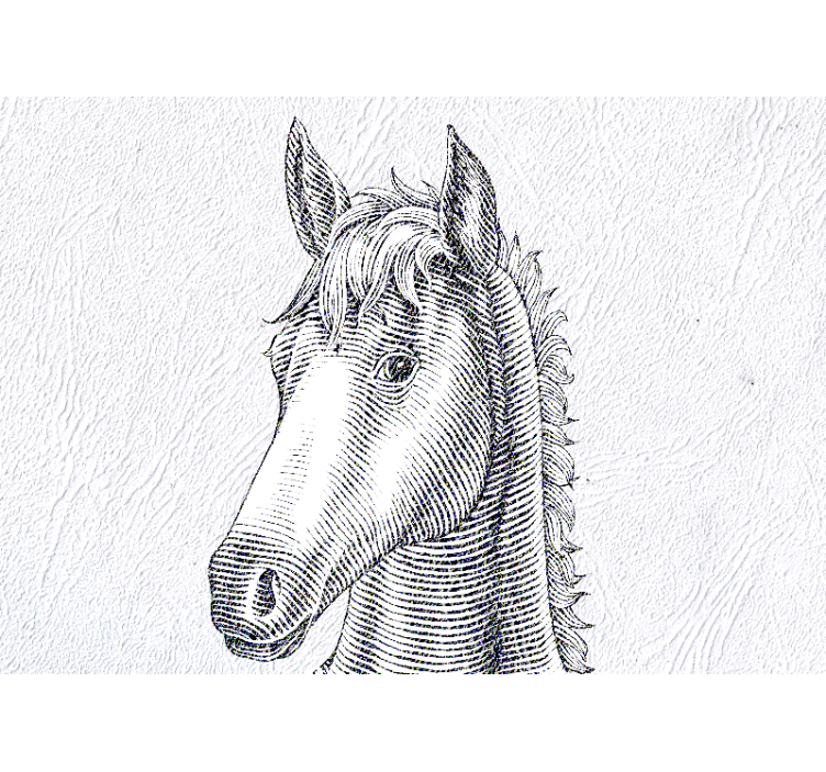 Fototapeta zvířata elegantní portrét koně - TenStickers