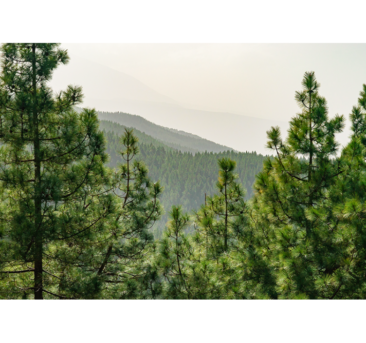 Koruny stromů shora lesní fototapeta - TenStickers