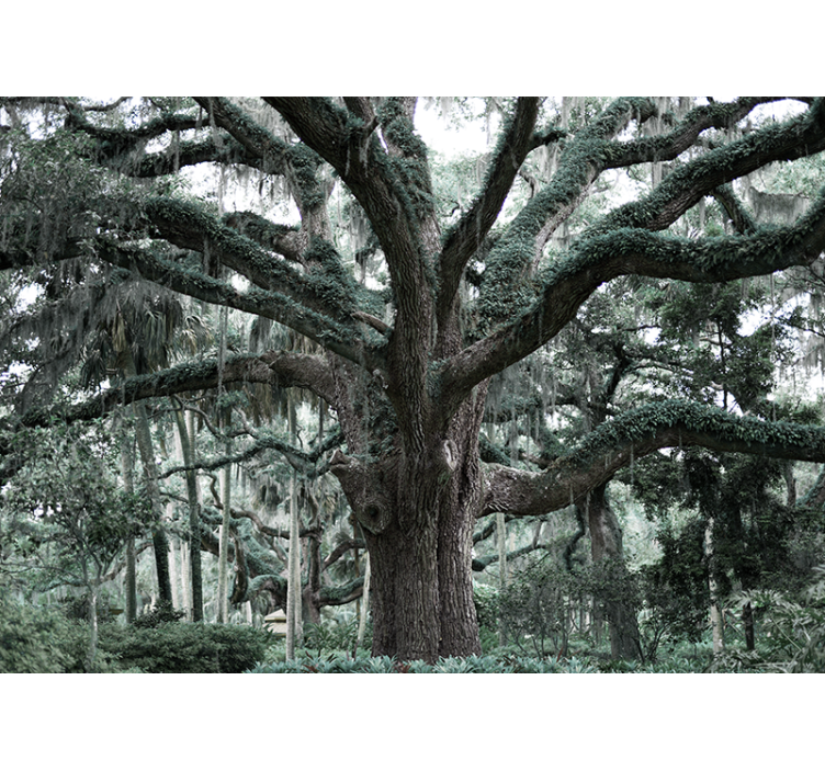 Majestátní dubové větve Strom fototapeta - TenStickers