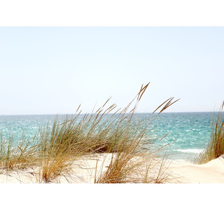 Fototapeta plážová třtina tráva příroda - TenStickers