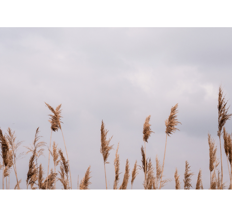 Strom fototapeta siluety vysoké trávy - TenStickers