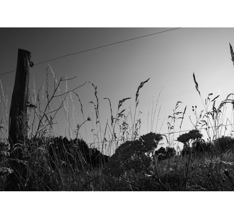 Tenká tráva retro fotografie příroda fototapeta - TenStickers