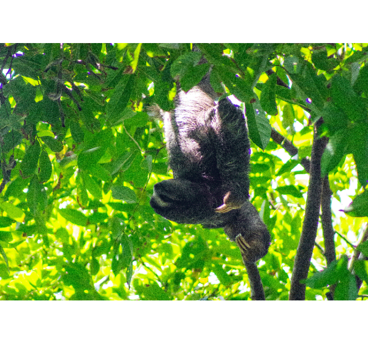 Fototapeta zvířata lenochod visící v zelení - TenStickers
