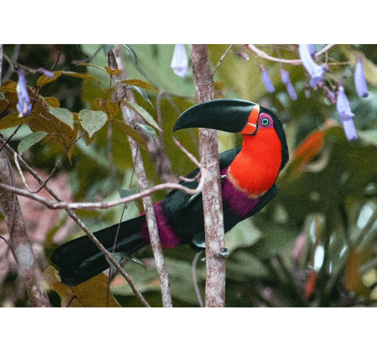 Fototapeta zvířata barevný zobák tukana - TenStickers