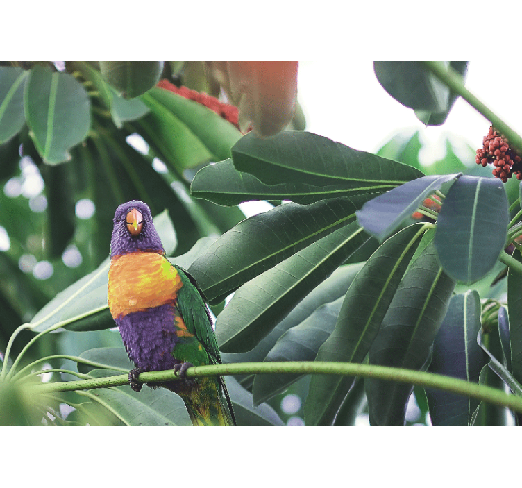 Fototapeta zvířata barevný papoušek na větvi - TenStickers